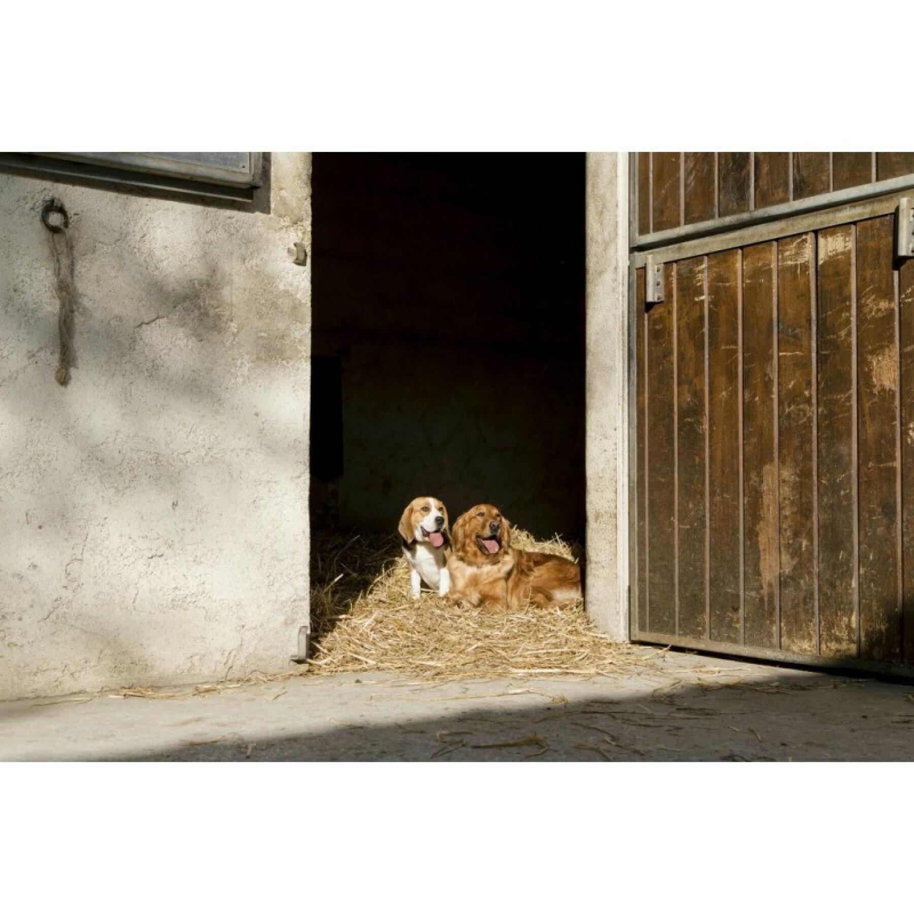 Hundhalsband i naturläder Diego & Louna