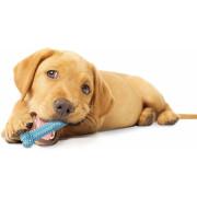 Hundleksak Nylabone Puppy Teething Dental Chew - Blue Chicken XS